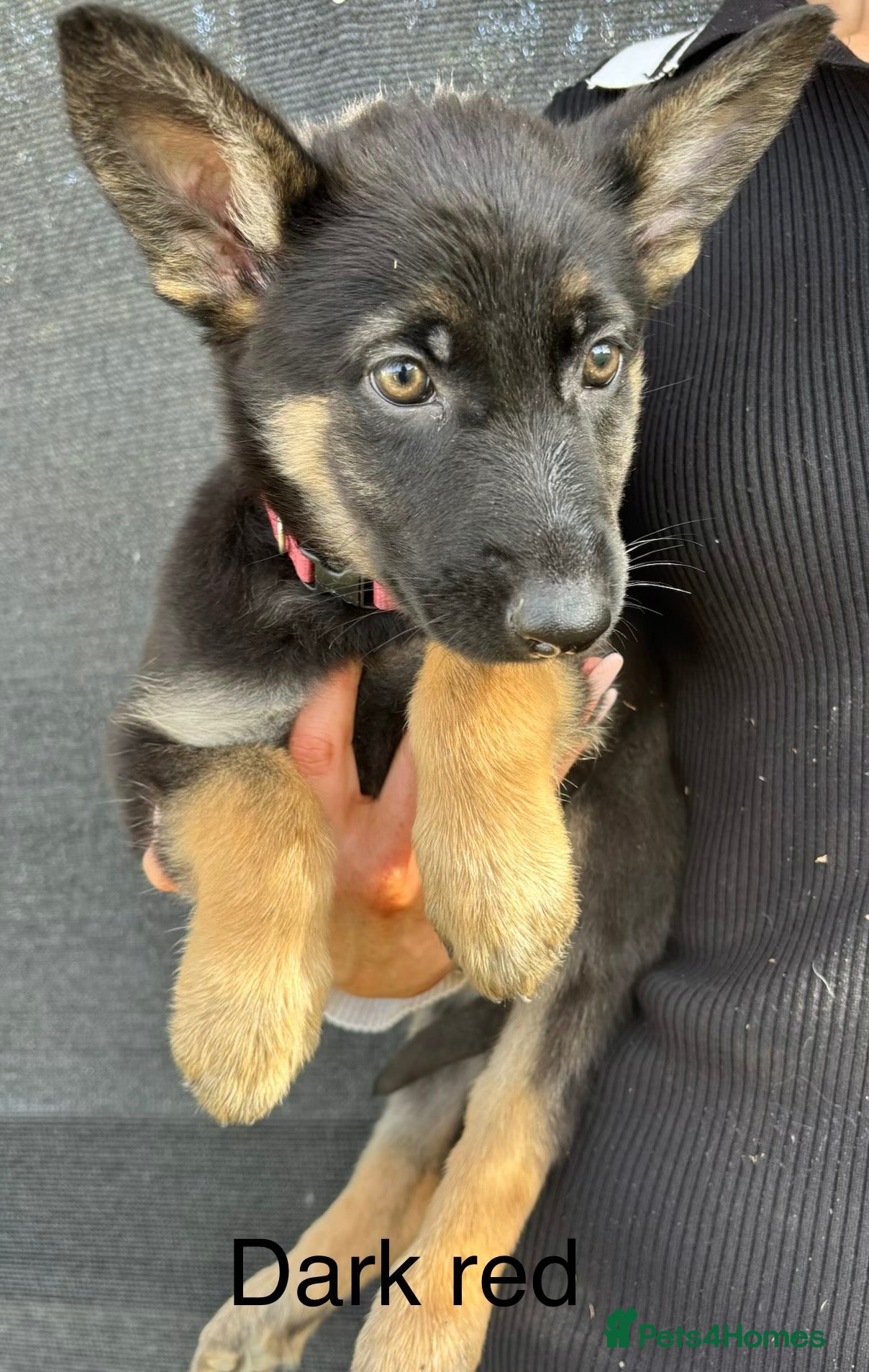 German Shepherd dogs German Shepherd Puppies For sale - Advert 5