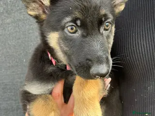 German Shepherd dogs German Shepherd Puppies For sale - Advert 3
