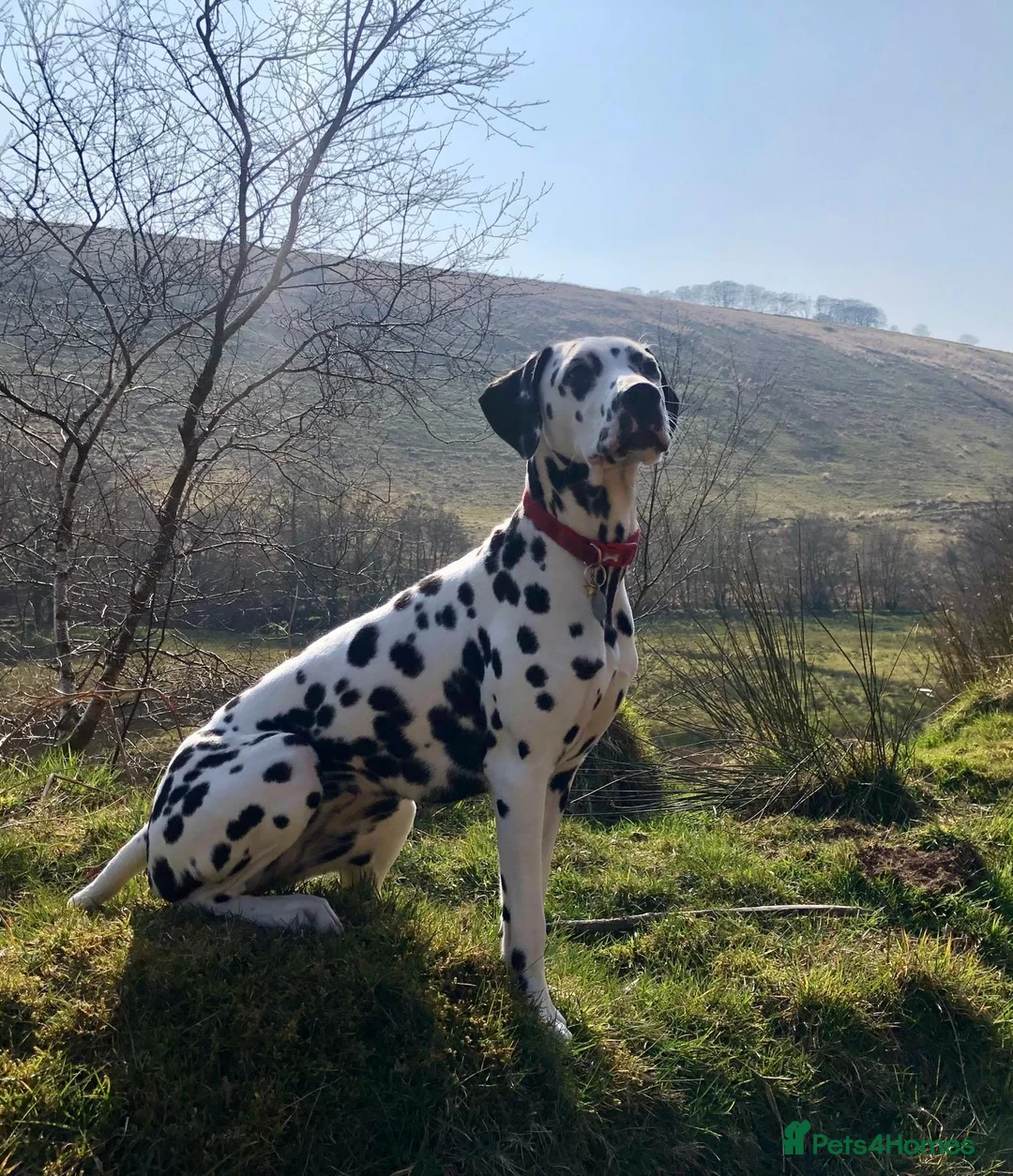 Dalmatian dogs for sale: Dalmatian Puppies  - Advert 4