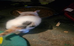 British Shorthair cats for sale: 3 Beautiful marked female kittens  - Advert 5