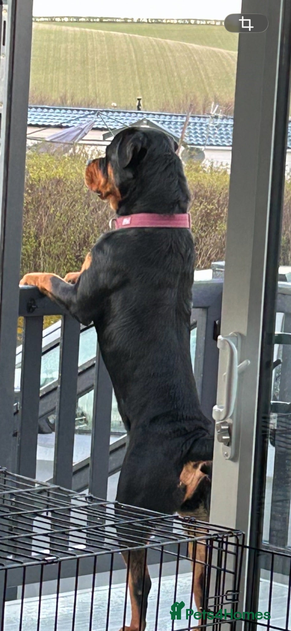Rottweiler dogs Available for stud - Advert 4