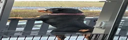 Rottweiler dogs for stud: Available for stud - Advert 1