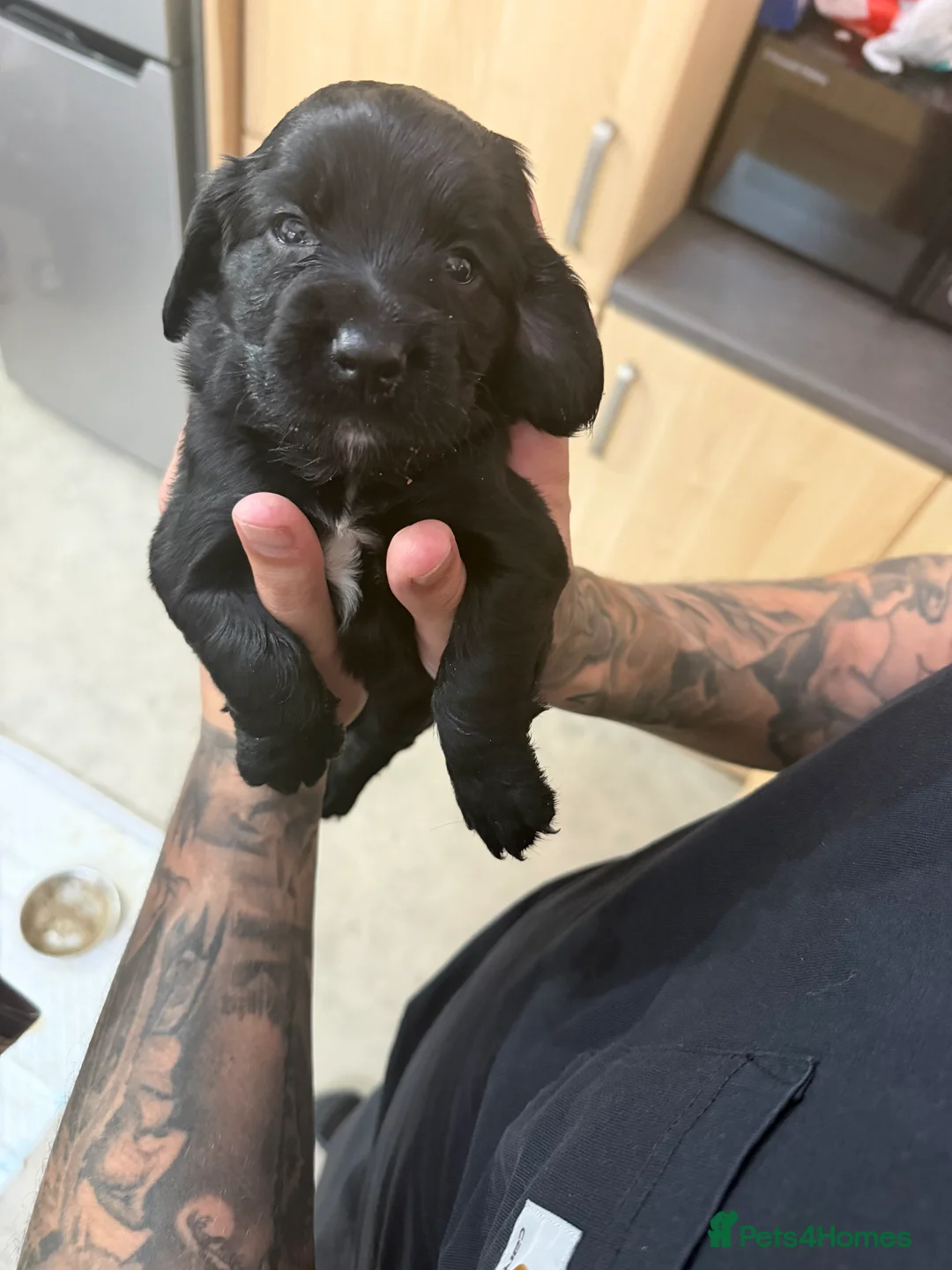 Cocker Spaniel dogs for sale: ***cocker spaniel puppies *** in Darlington - Advert 12