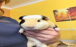 Guinea Pig rodents for sale: 2 brother’s Guinea pigs for sale  - Image 2