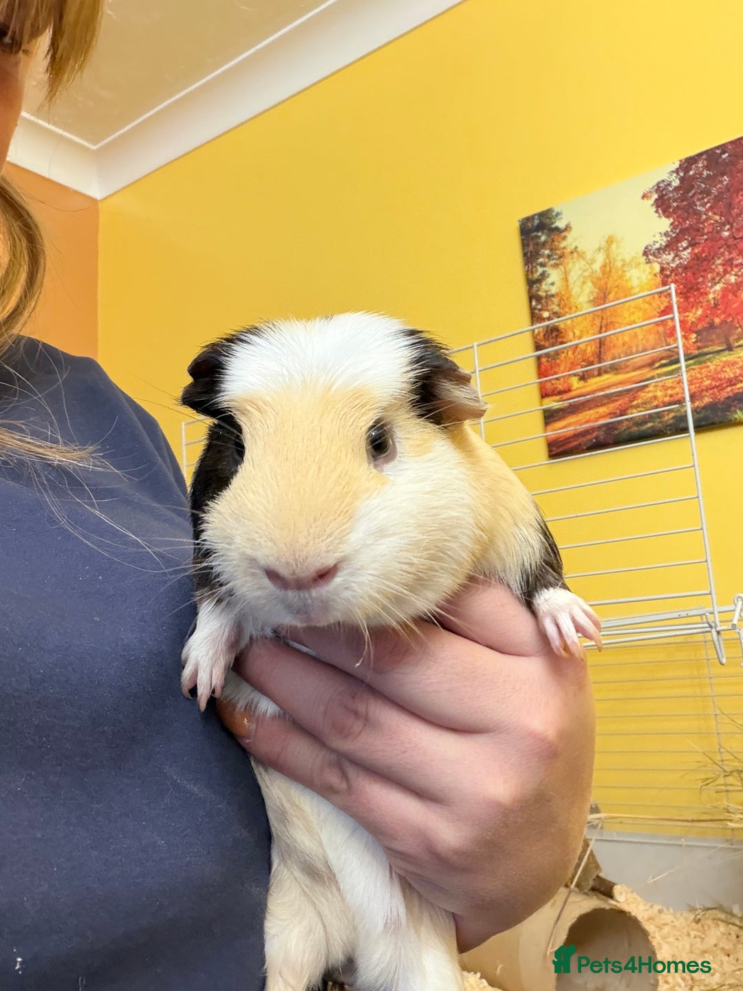 Guinea Pig rodents for sale: 2 brother’s Guinea pigs for sale  - Image 2