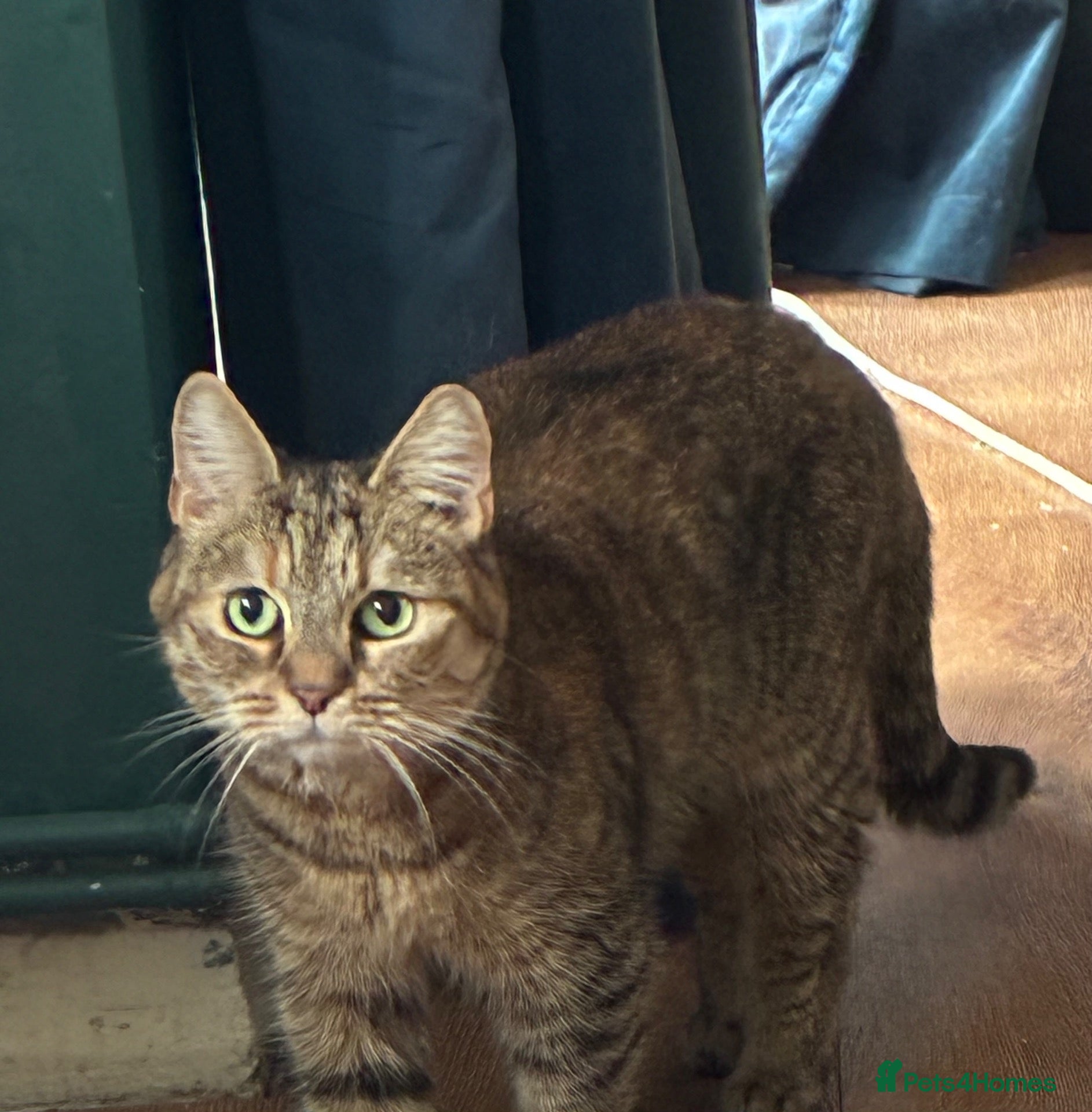 Mixed Breed cats 8 year old tabby female - Advert 4
