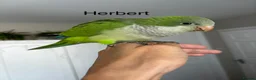 Parrots birds for sale: Silly tame Quaker babies - Advert 3
