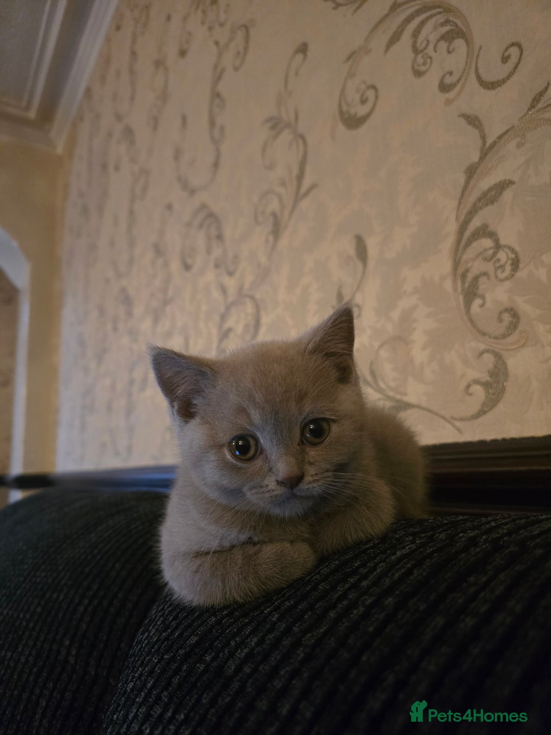 British Shorthair cats for sale: 1 beautiful BSH pedigree girl remaining🐾  - Advert 10