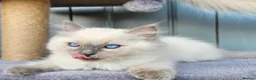 Ragdoll cats for sale: Adorable Kittens Looking for Their Forever Homes🐾 in Macclesfield - Advert 12