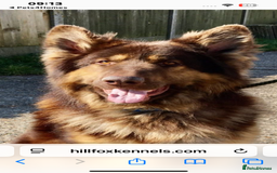 German Shepherd dogs for sale: German shepherd  - Image 3