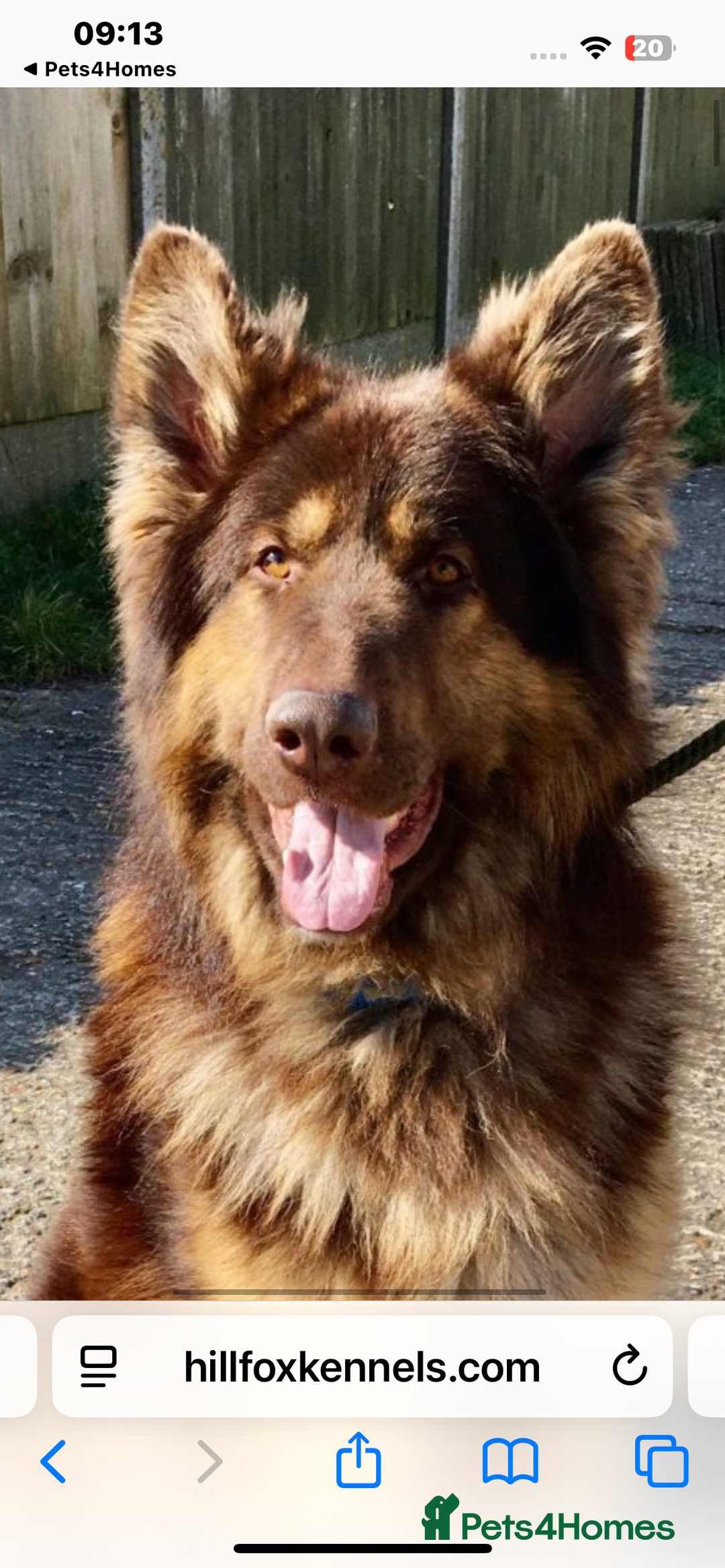 German Shepherd dogs for sale: German shepherd  - Image 3