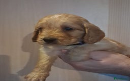 Cockapoo dogs for sale: Beautiful F1 Cockapoo puppies - Image 6