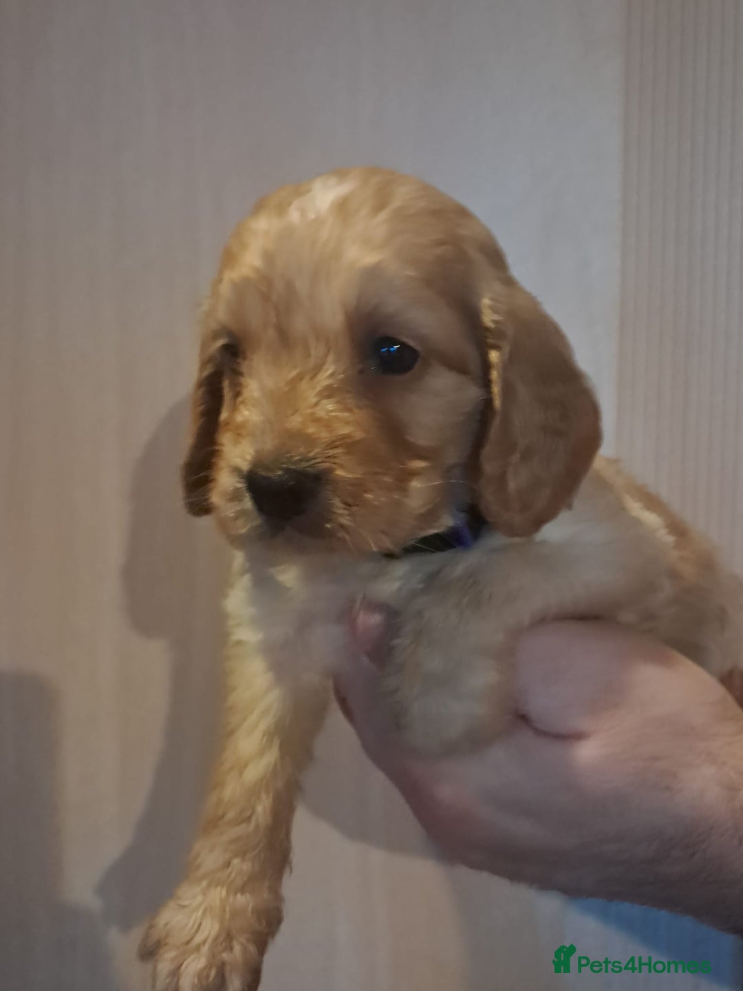 Cockapoo dogs for sale: Beautiful F1 Cockapoo puppies - Image 6