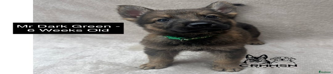 Mr Dark Green 