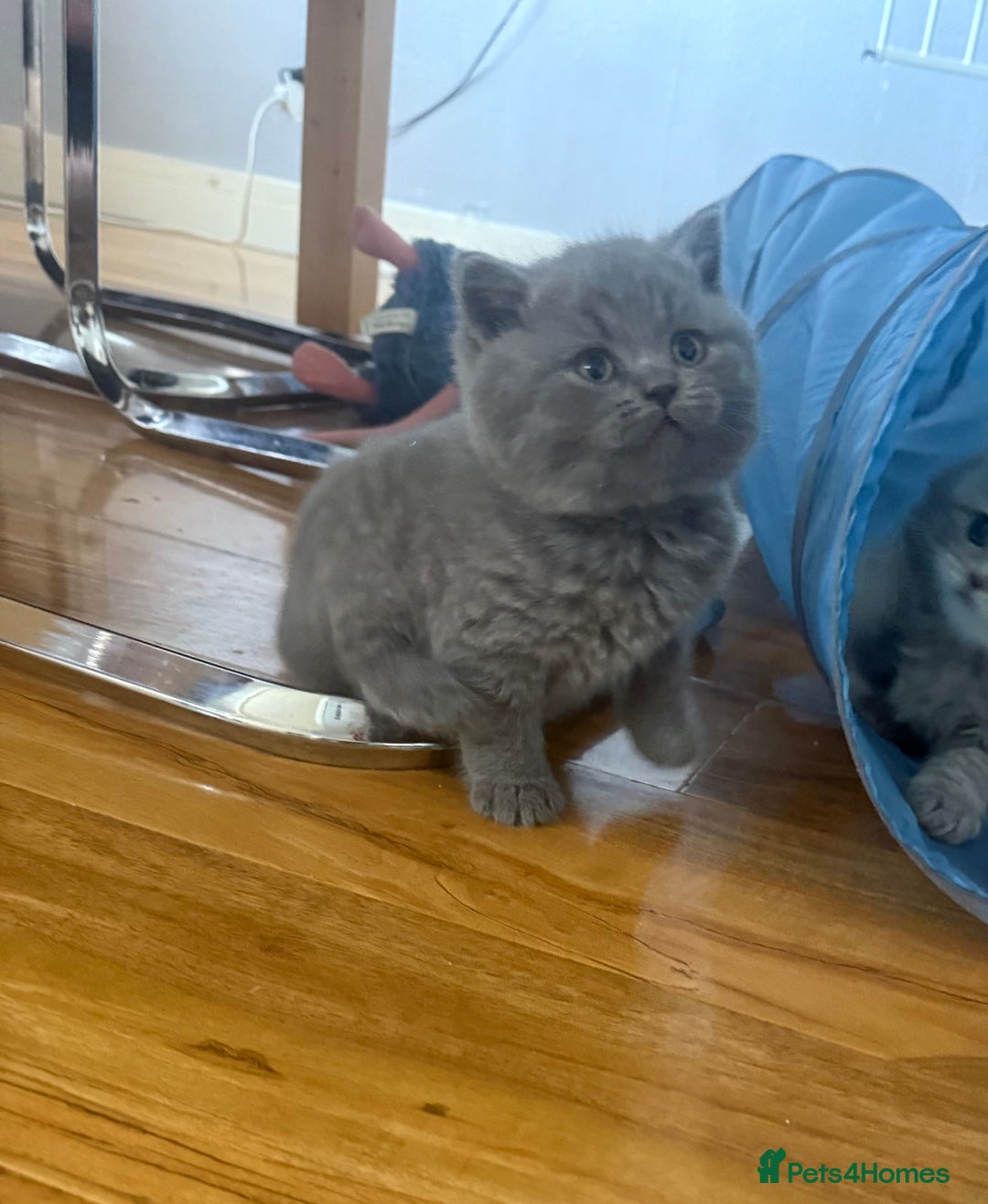 Scottish Fold cats for sale: Scottish fold kittens  - Advert 18