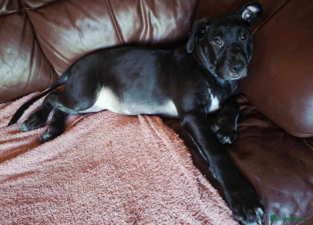Cane Corso dogs for sale: Cane Corso Puppies - Advert 2