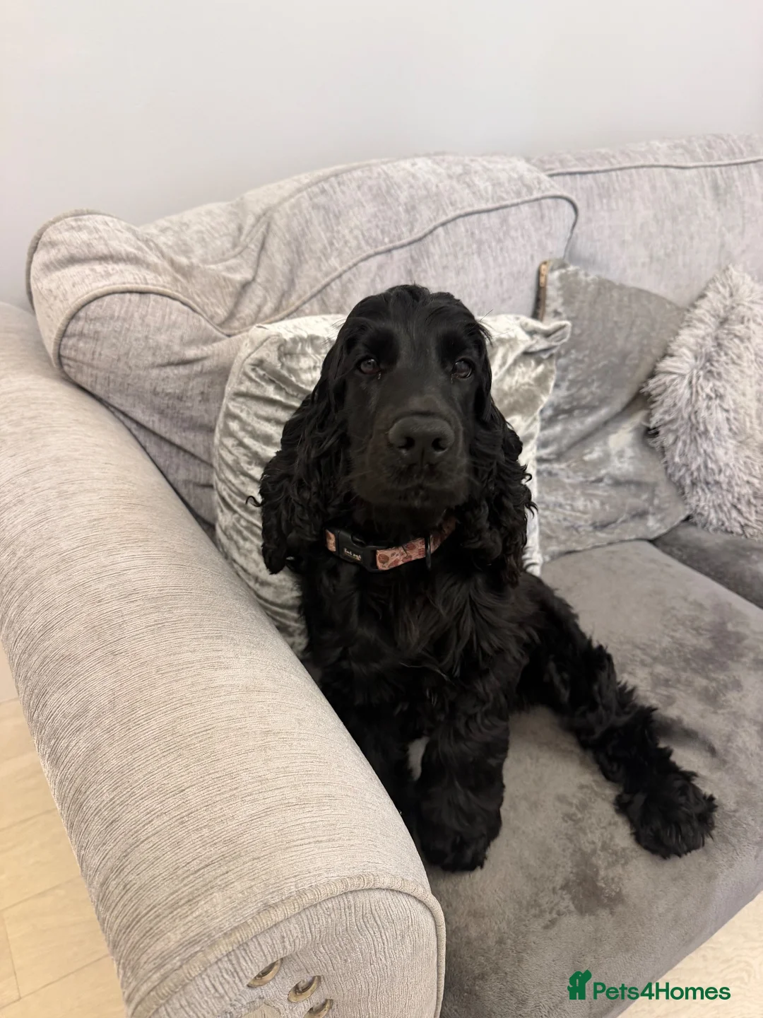 Cocker Spaniel dogs for sale: Show type cocker  in Nottingham - Advert 3
