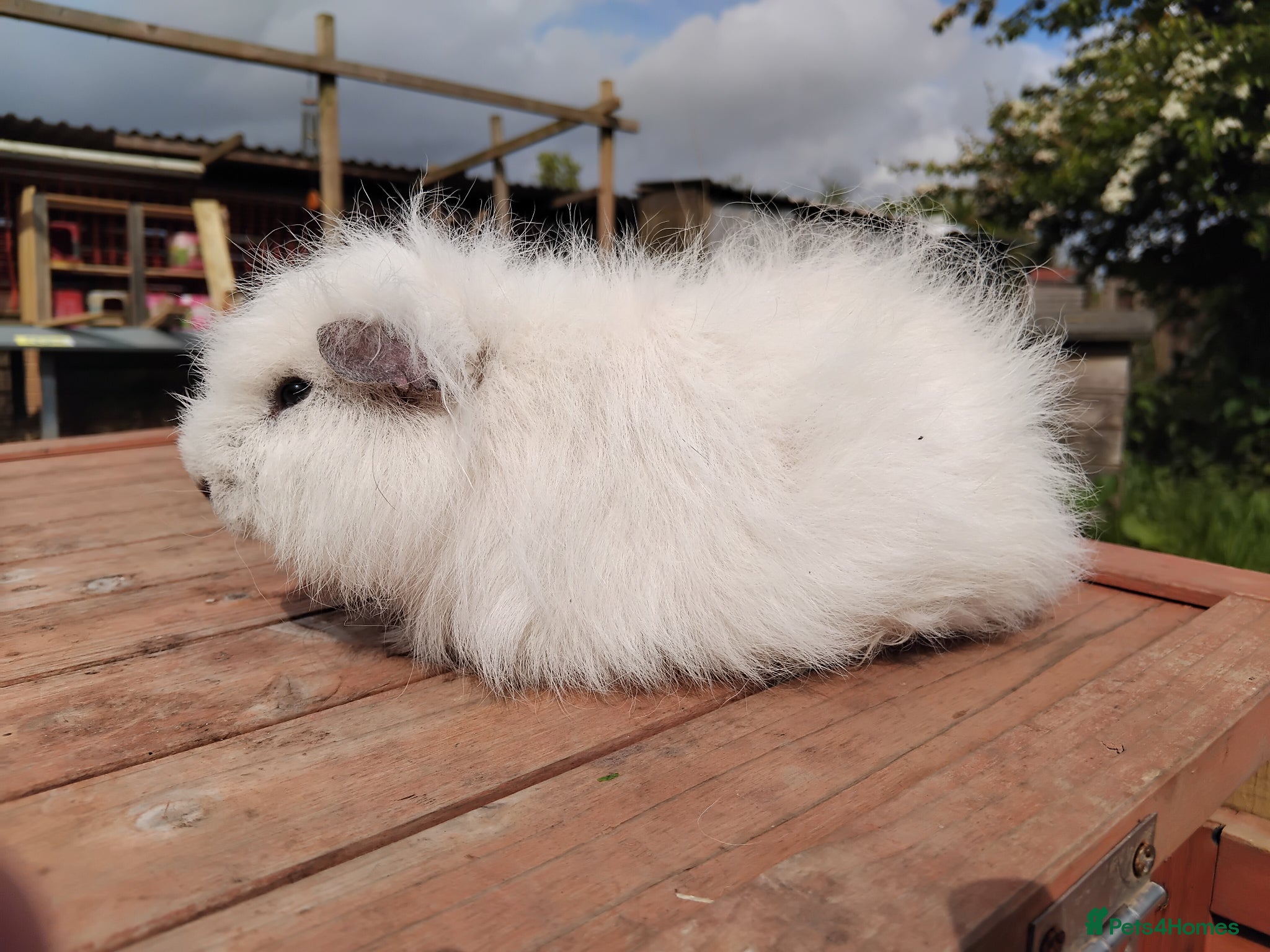 Guinea Pig rodents DE White Swiss and Chocolate Dalmation Boars. - Advert 2