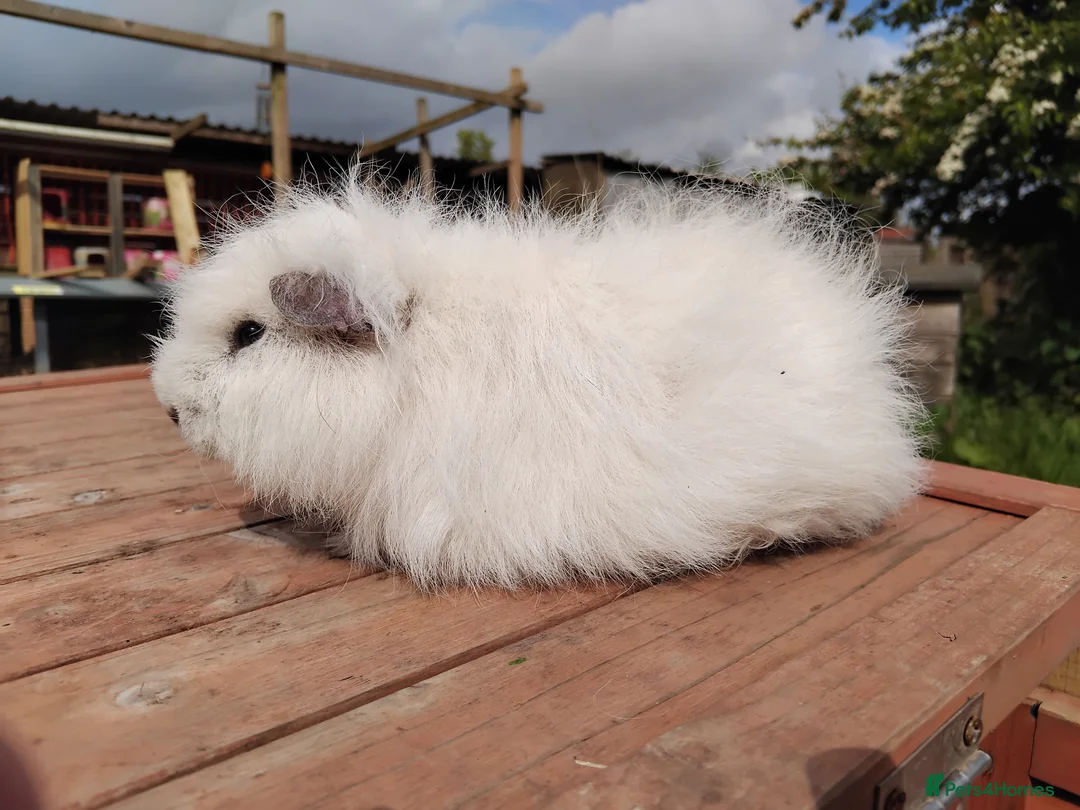 Guinea Pig rodents for sale: DE White Swiss and Chocolate Dalmation Boars. - Advert 1