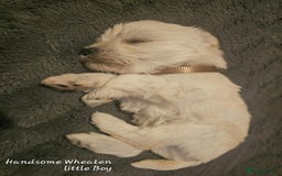 Miniature Schnauzer dogs for sale: Adorable white schnauzer puppies- ready soon! - Image 19