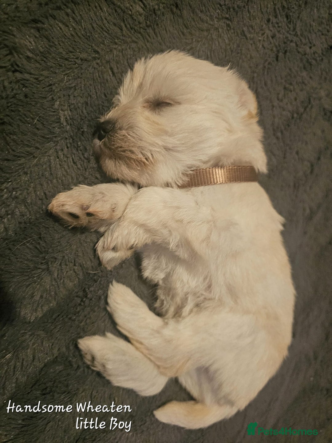 Miniature Schnauzer dogs for sale: Adorable white schnauzer puppies- ready soon! - Image 19