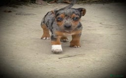 Jack Russell dogs for sale: Outstanding jack russels  - Image 11