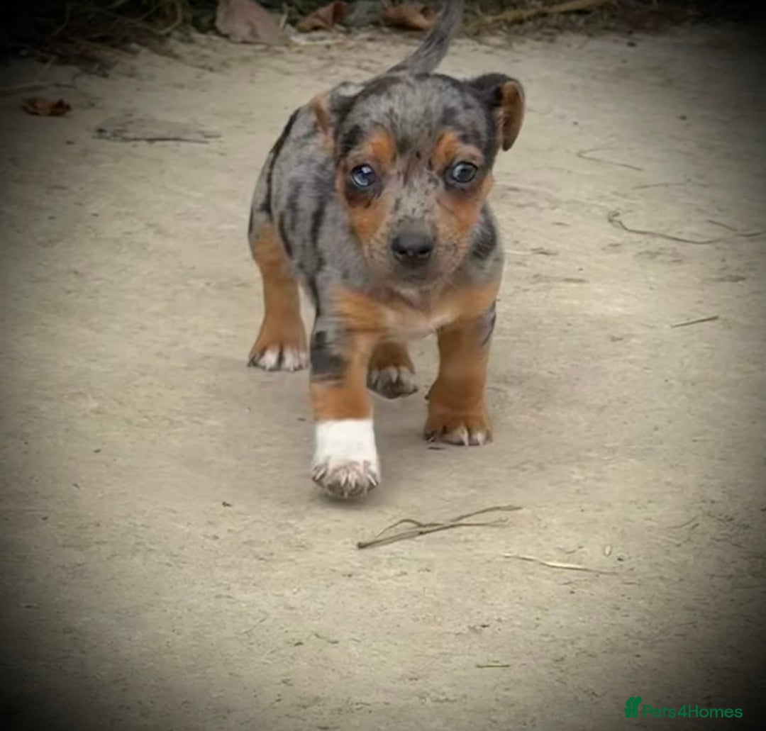 Jack Russell dogs for sale: Outstanding jack russels  - Image 11