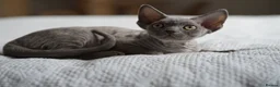 Devon Rex cats for sale: Blue Devon Rex male kitten  - Advert 14