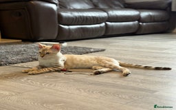 Bengal cats for sale: TICA registered snow lynx Bengal Kittens in Reading - Image 3