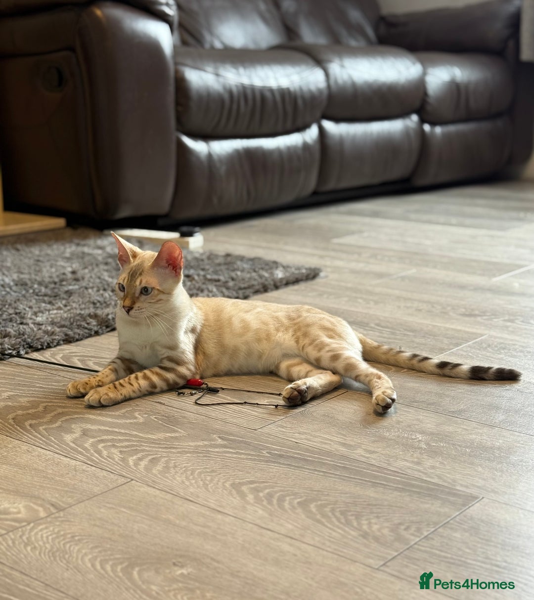 Bengal cats for sale: TICA registered snow lynx Bengal Kittens in Reading - Image 3