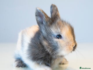 Lionhead rabbits Previously reserved little girl available now! - Advert 2