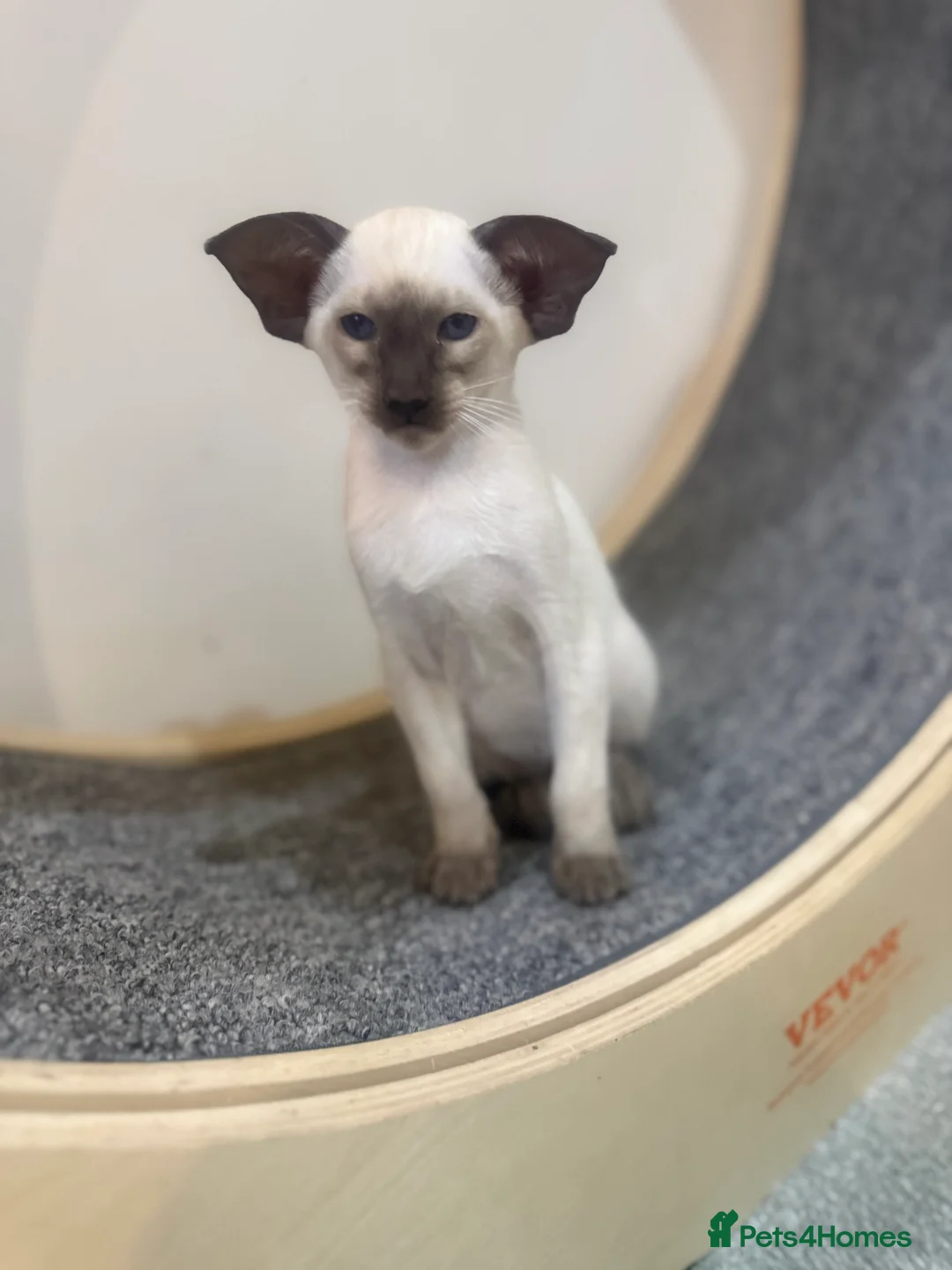 Siamese cats for sale: Stunning chocolate point Gccf registered girl  - Advert 1