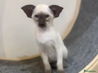 Siamese cats Stunning chocolate point Gccf registered girl - Advert 8