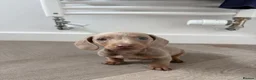 Dachshund dogs for sale: 1 Isabella boy & 1 fawn girl for sale  - Advert 10