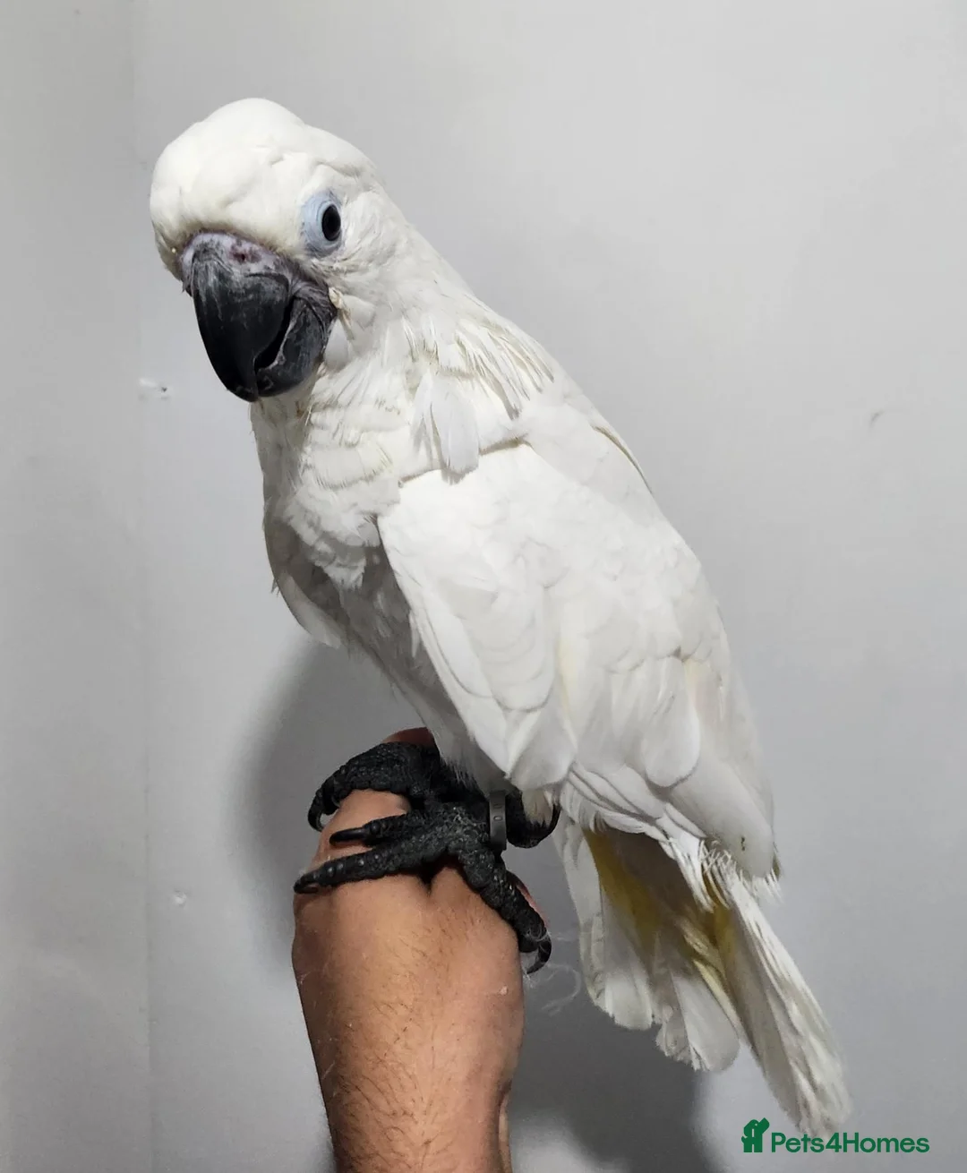 Cockatoo birds for sale: Baby umbrella cockatoo silly tame  - Advert 4