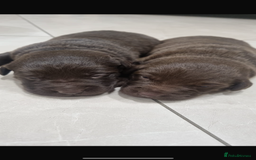 Borador dogs for sale: Beautiful Lab Collie Cross - Image 10