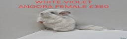 Chinchilla rodents for sale: STUNNING BABIES CHINCHILLA MIX COLOURS AND GENDER  - Advert 7