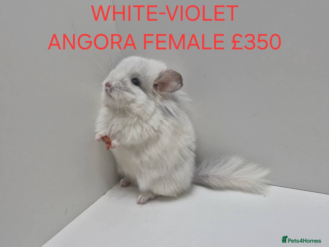 Chinchilla rodents for sale: STUNNING BABIES CHINCHILLA MIX COLOURS AND GENDER  - Advert 7