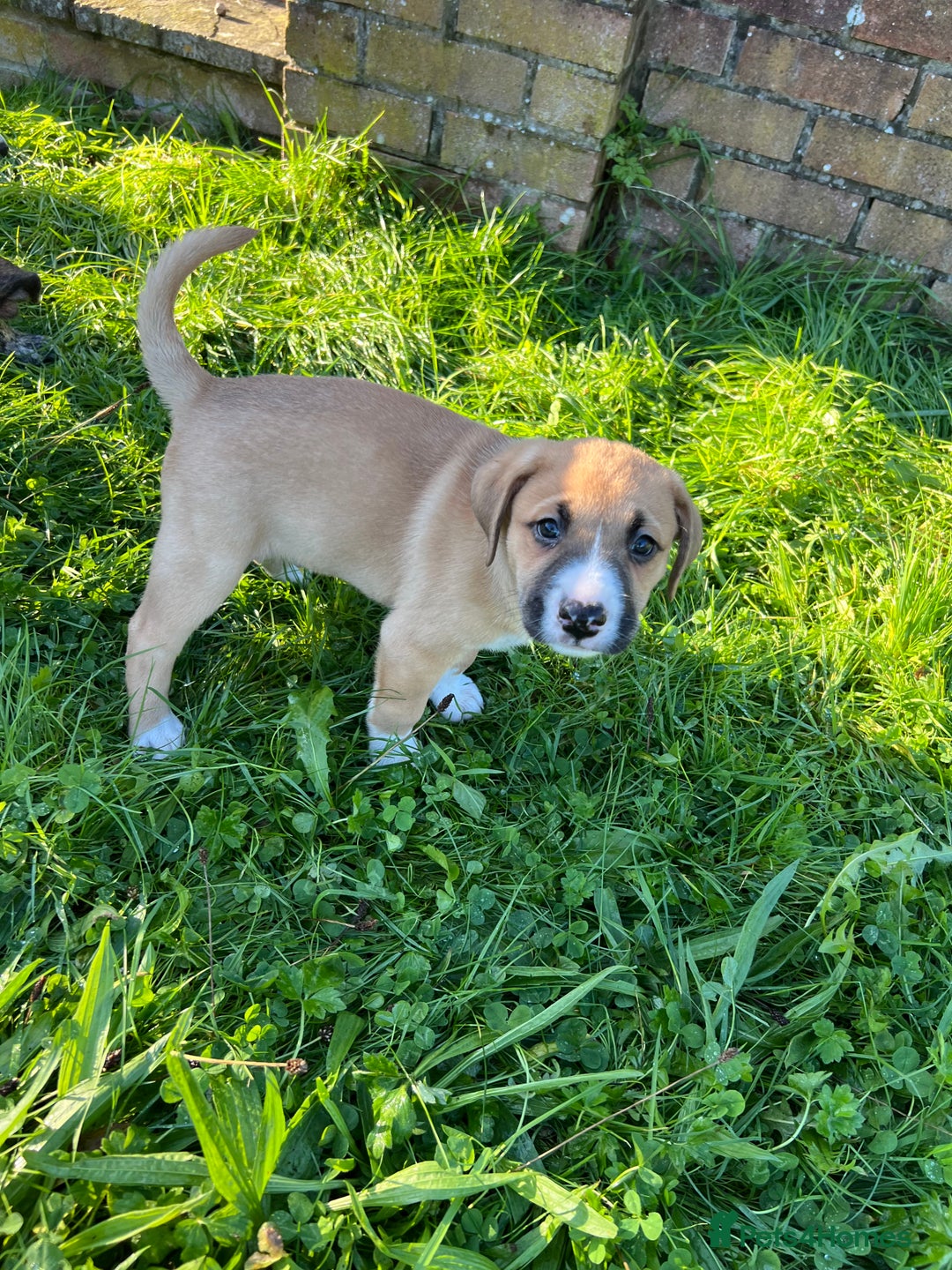 Mixed Breed dogs for sale: Staffy x Australian Kelpie  - Image 10
