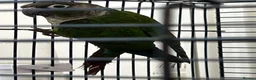 Conures birds for sale:  2 Beautiful conures for sale - Advert 6