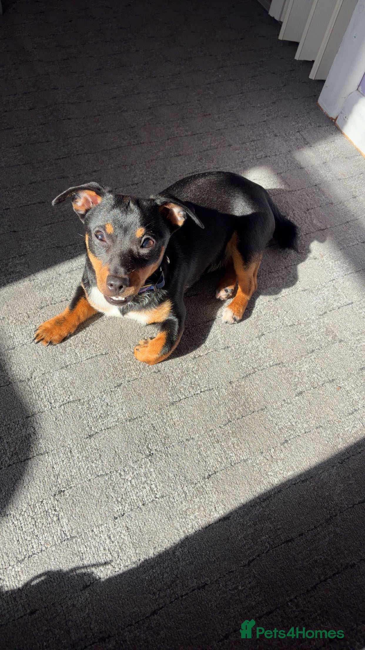 Jack Russell dogs Girl jack for sale  - Advert 8