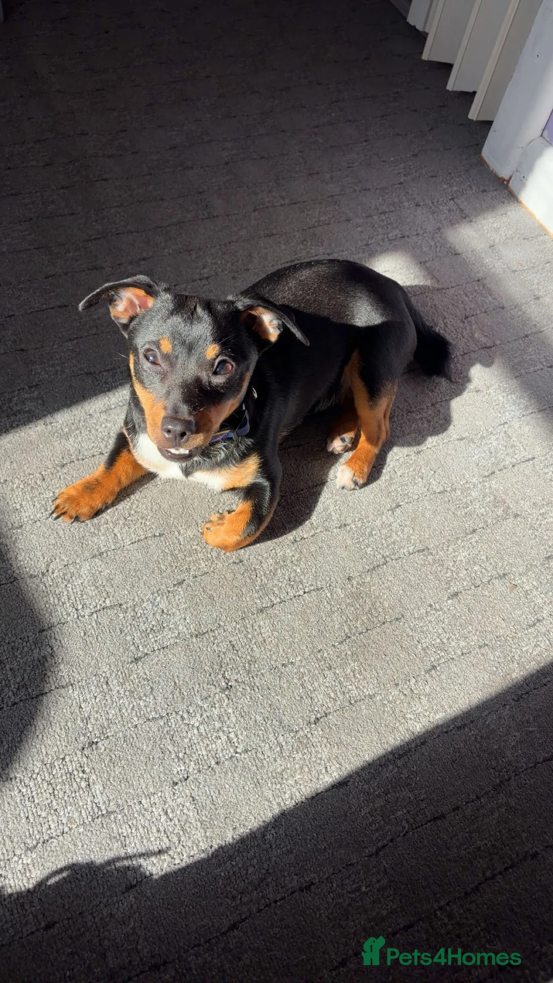 Jack Russell dogs for sale: Girl jack for sale  in Swansea - Advert 1