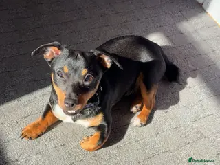 Jack Russell dogs Girl jack for sale - Advert 8