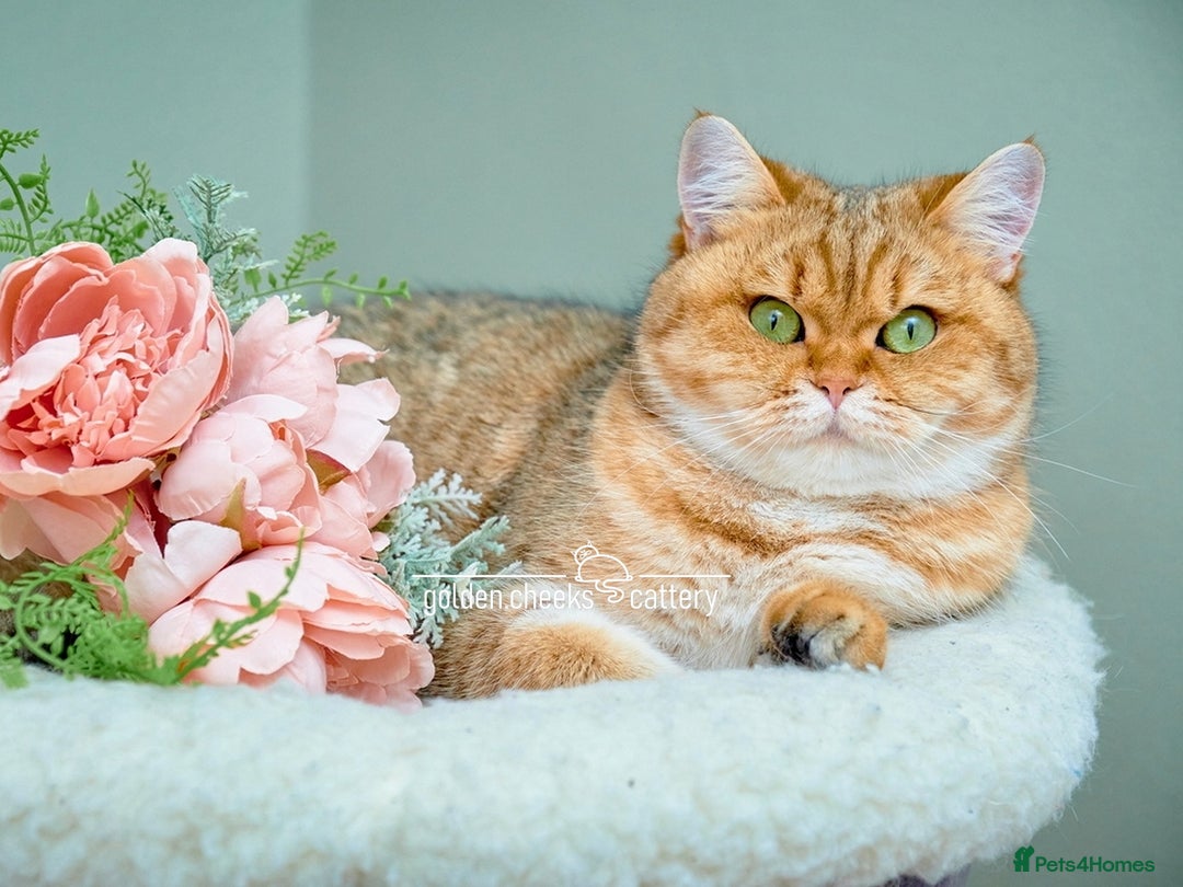 British Shorthair cats for sale: Show Quality Golden Shaded Kittens - Image 17