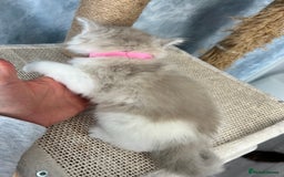 Ragdoll cats for sale: Unique patterned fluffy Ragdoll kittens - Image 16