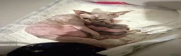 Sphynx cats for sale: GORGEOUS CREAM SPHYNX BOY - TICA - Advert 9