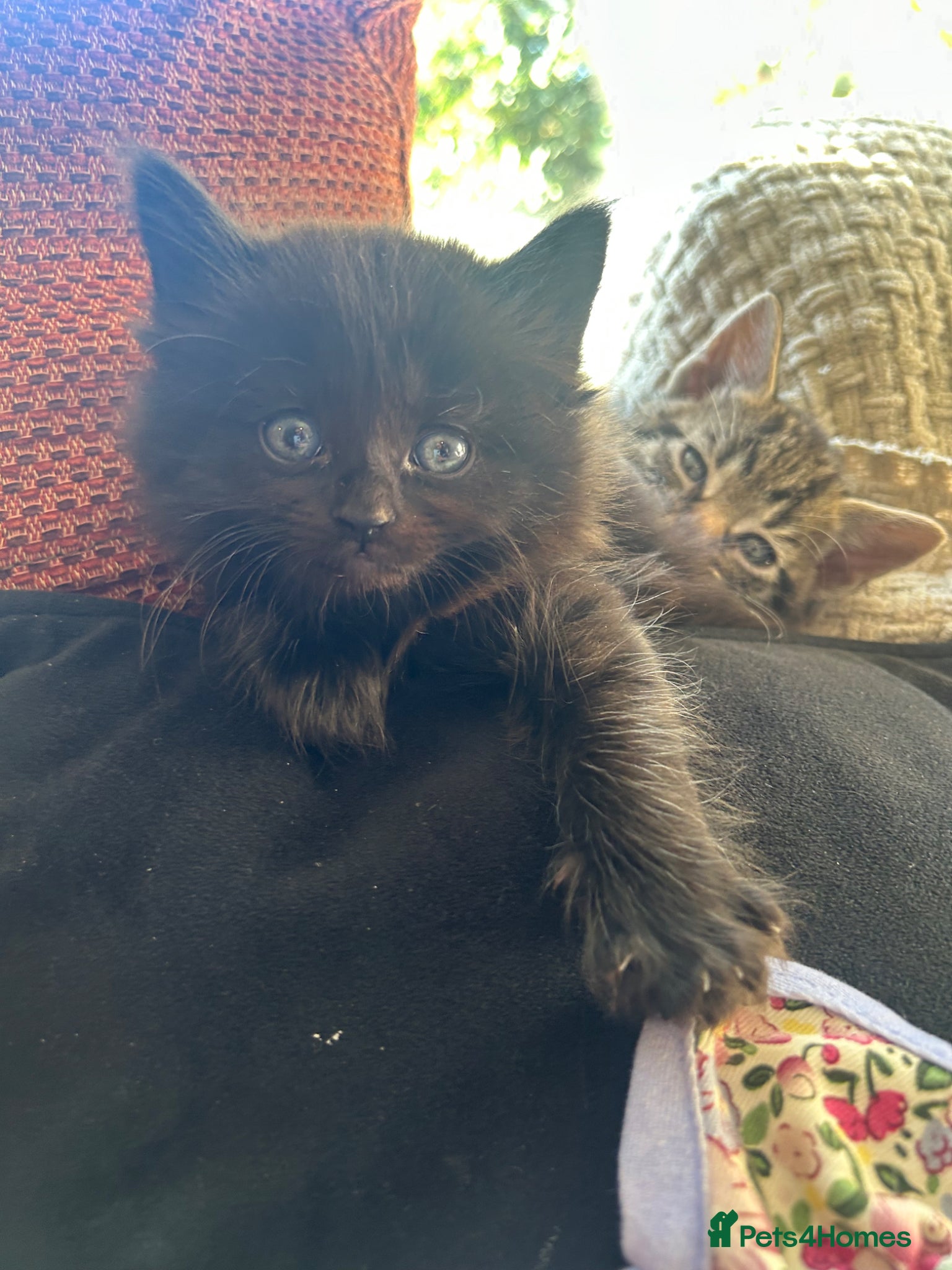 Mixed Breed cats 2 absolutely gorgeous fluffy boys  - Advert 5