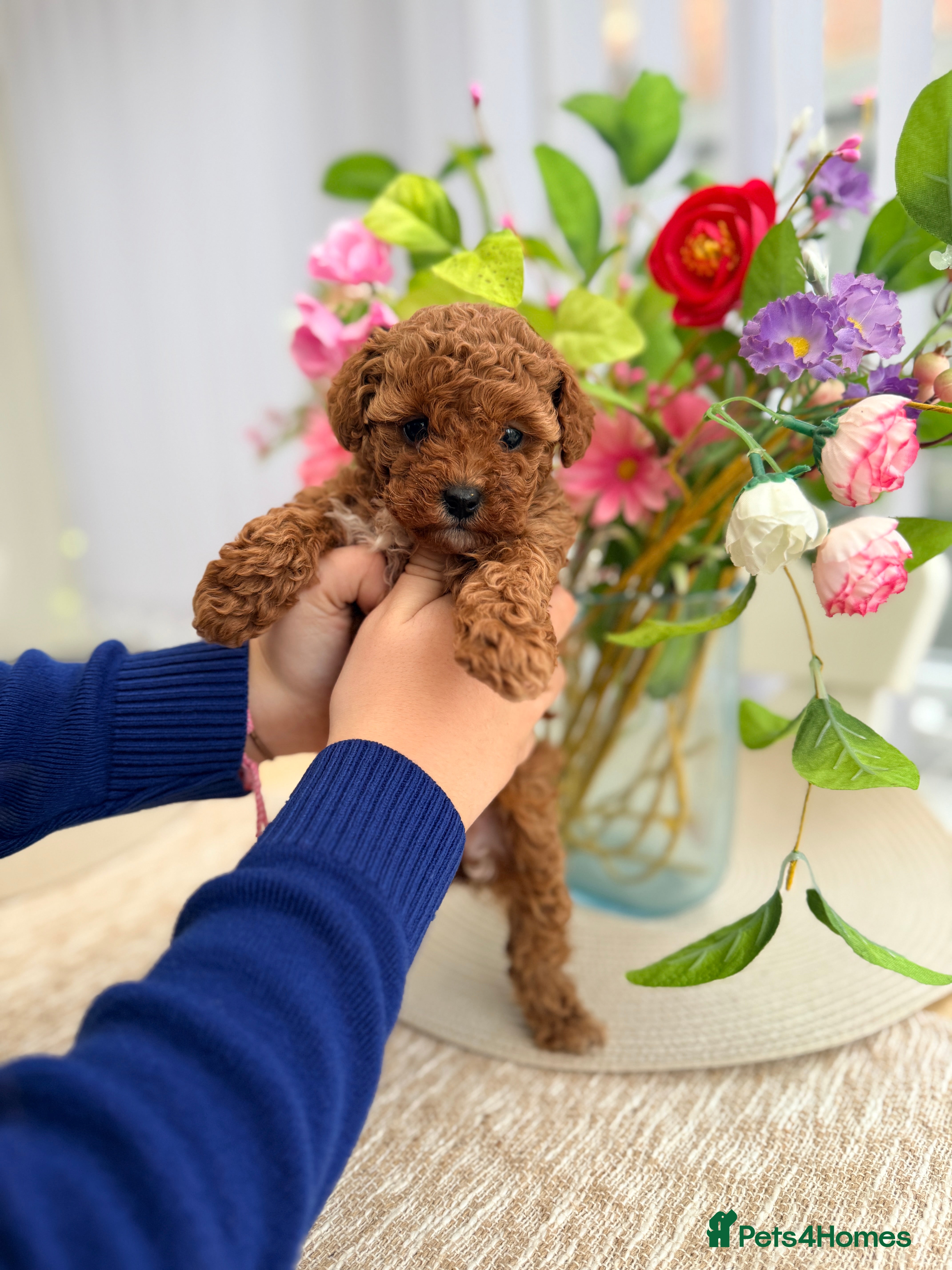 Cavapoo dogs Premium TOY F1BB TEDDY cavapoo - Advert 1