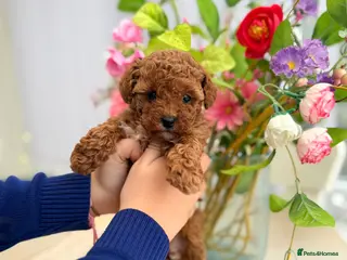 Cavapoo dogs Premium TOY F1BB TEDDY cavapoo - Advert 2