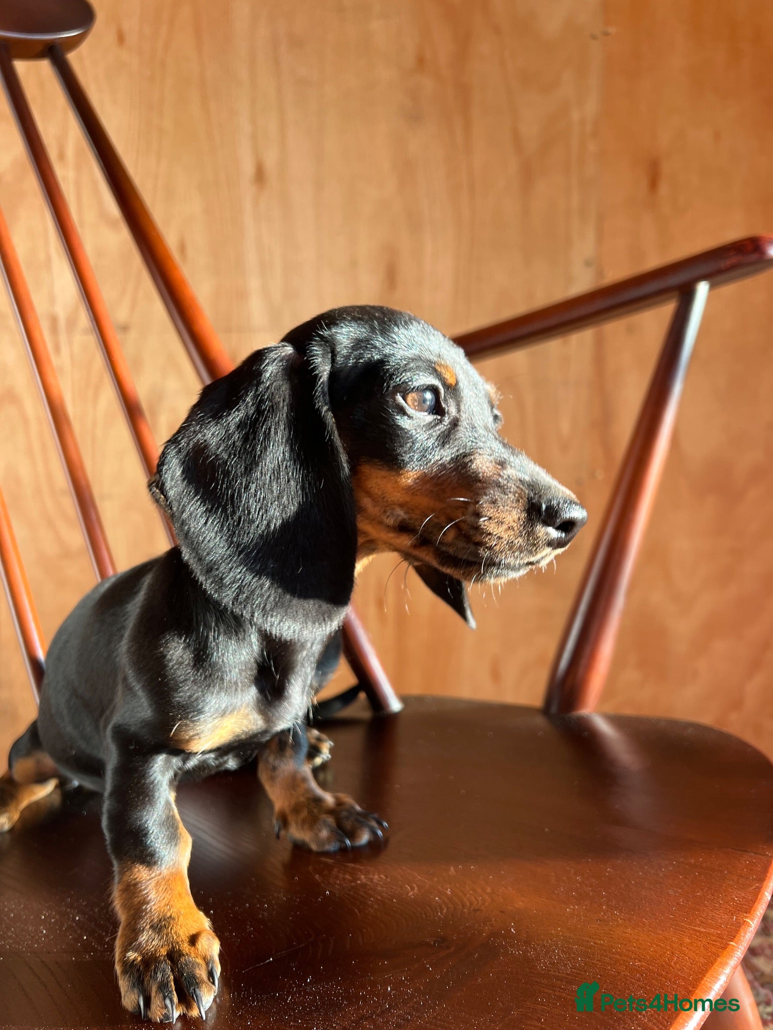 Dachshund dogs MINIATURE DACHSHUND PUPPIES  - Advert 15